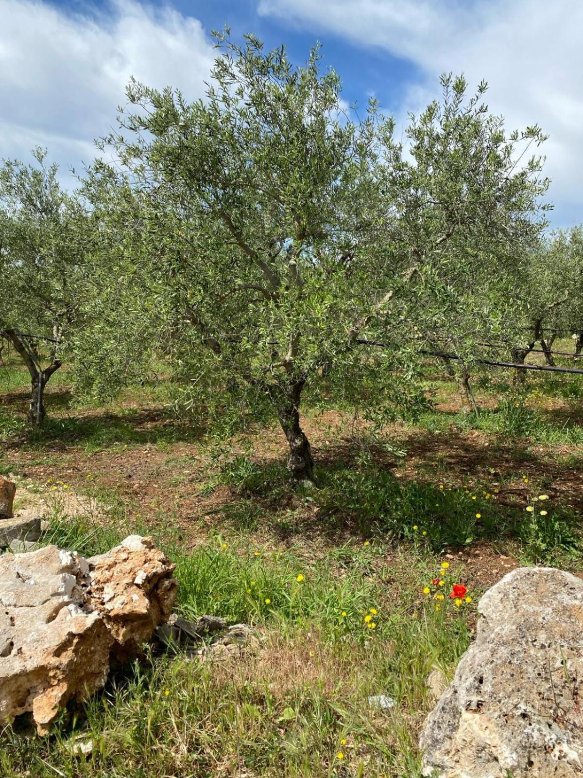 Villa Trellame - Casa Vacanze Tra Gli Ulivi Acquaviva delle Fonti Zewnętrze zdjęcie